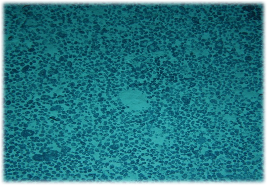 [ 망간단괴가 분포되어 있는 태평양 광구해역 ]      출처 : 해양수산부