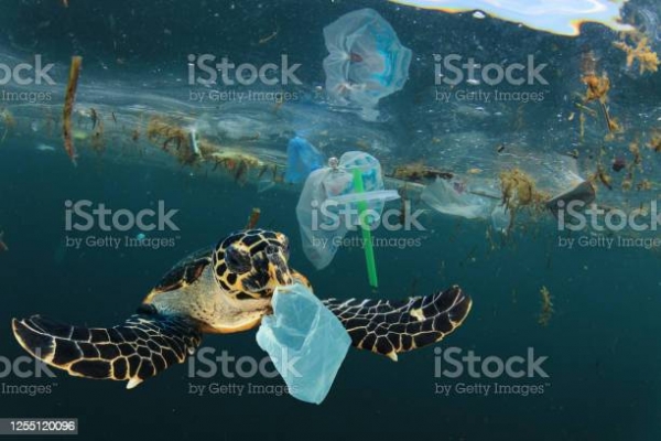 Environmental issue of plastic pollution problem. Sea Turtles can eat plastic bags mistaking them for jellyfish